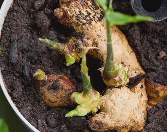 植え付け用オーガニック生姜の根茎｜新鮮な種生姜の根、セイロン産ショウガ
