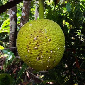 May include: A close-up of a breadfruit, a large, round fruit with a textured, green exterior. The fruit is attached to a green stem, surrounded by lush green foliage and tree trunks in the background. The breadfruit has small, dark spots and white patches.