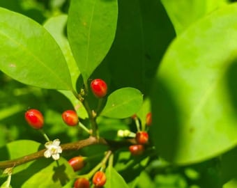 E Navo Seeds Ceylon Natural Seeds