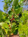 E Nova Fresh Seeds Ceylon Natural 50++ Seeds product logo