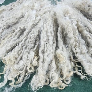 May include: Close-up of a pile of raw, unprocessed wool fibers. The wool is a mix of light gray and off-white, with a soft, curly texture. The fibers are arranged in thick, wavy locks, suggesting a natural, organic material. Ideal for fiber art projects.
