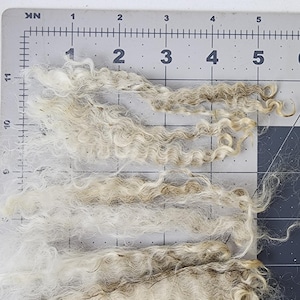 May include: Close-up of several strands of light-colored, curly wool fibers. The fibers are a mix of white and light brown, with a textured appearance. The wool is arranged on a gray surface with a ruler for scale.