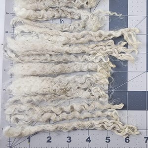 May include: Close-up of several strands of light gray, curly wool fibers. The fibers are arranged horizontally, showing their natural texture and wave pattern. The wool is on a gray and white grid surface with inch markings.