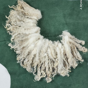 May include: A close-up of a pile of raw, unprocessed wool fibers. The wool is a mix of light gray and beige tones, with a curly, textured appearance. The fibers are arranged on a dark green surface.