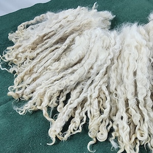 May include: Close-up of raw, off-white wool fibers with a curly texture. The wool is arranged in loose bundles, showing the natural crimp and texture of the fibers. The background is a solid, dark green fabric.