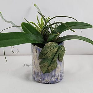 May include: A blue and white ceramic planter with a green leaf design. The planter contains a variety of green plants, including an orchid and air plants.