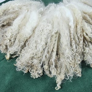 May include: Close-up of raw, unprocessed wool fibers. The wool is a creamy white color with natural curls and waves. The fibers are arranged in a loose, flowing pattern, suggesting a soft and textured material. The wool rests on a green surface.