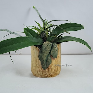 May include: A small, wooden planter with a rough, textured surface. The planter is filled with a variety of green plants, including an orchid and an air plant. The text "A Mystical Farm" is visible on the planter.