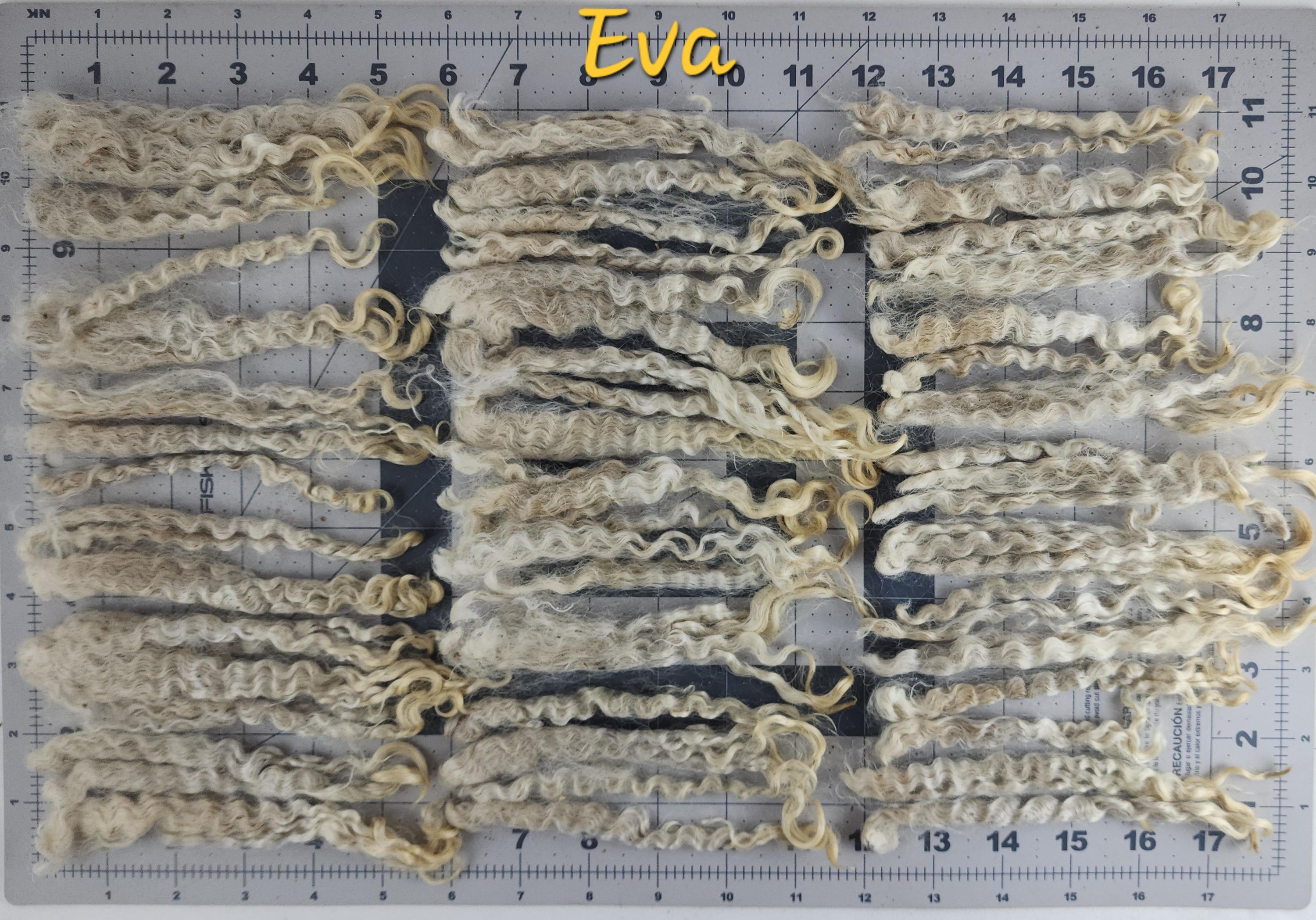 Long Kid Mohair Locks From My Eva: Raw, Unwashed for Spinning, Reborn ...