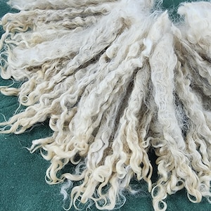May include: Close-up of a bundle of raw, unprocessed wool fibers. The fibers are a creamy off-white color with a soft, curly texture. The wool is arranged in a loose, flowing pattern, suggesting it is ready for spinning or other textile crafts.