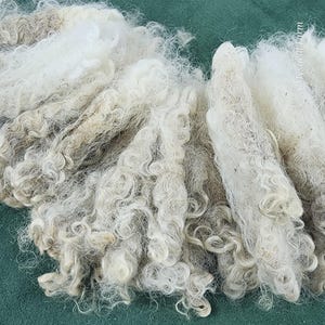 May include: Close-up of raw, unprocessed wool fibers. The wool is a mix of white and light grey, with a soft, curly texture. The fibers are piled together, creating a fluffy, natural appearance. Ideal for fiber artists and crafters.