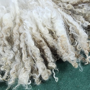 May include: Close-up of raw, unprocessed wool fibers. The wool is a mix of off-white and light brown, with a curly, textured appearance. The fibers are densely packed, showing the natural crimp and texture of the wool.