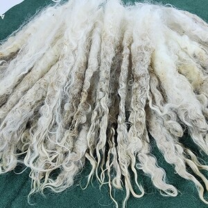May include: A bundle of white and light brown curly wool fibers. The fibers are arranged in a fan shape and appear to be soft and fluffy.
