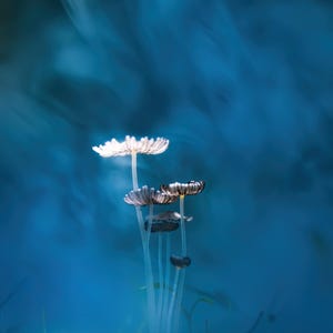 Spell in the Fog – Artistic Mushroom Photography – Printable Digital Wall Art