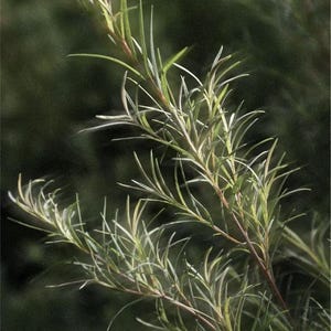 May include: Close-up of a plant branch with thin, needle-like green leaves and reddish-brown stems. The leaves have a slight silver hue, and the background is a blurred dark green, creating a natural, botanical aesthetic.