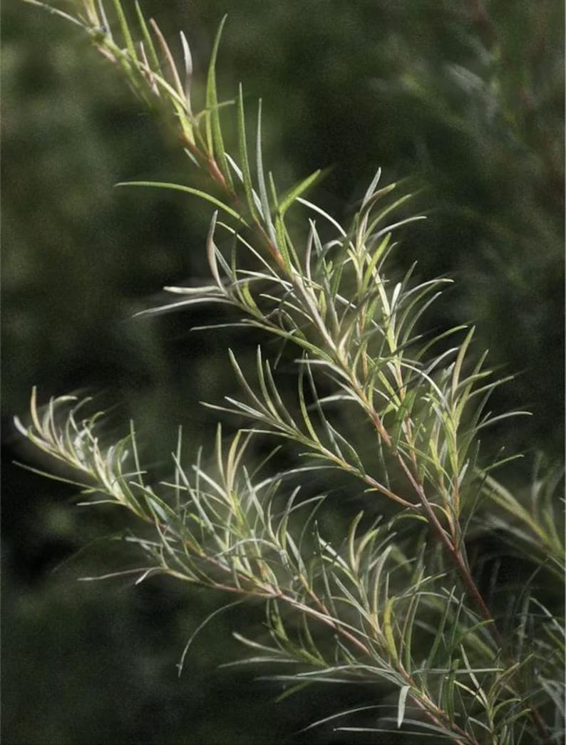 May include: Close-up of a plant branch with thin, needle-like green leaves and reddish-brown stems. The leaves have a slight silver hue, and the background is a blurred dark green, creating a natural, botanical aesthetic.