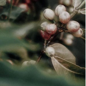 May include: Close-up of coffee plant branch with green leaves and clusters of unripe coffee berries. The berries are a mix of pale green and reddish hues, suggesting different stages of ripeness. The image has a soft focus, highlighting the natural textures.