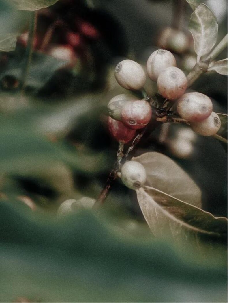 May include: Close-up of coffee plant branch with green leaves and clusters of unripe coffee berries. The berries are a mix of pale green and reddish hues, suggesting different stages of ripeness. The image has a soft focus, highlighting the natural textures.