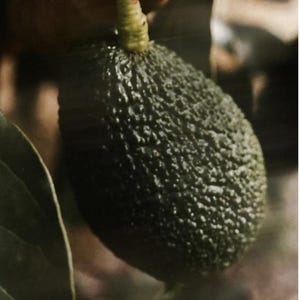 K&ouml;nnte beinhalten: Nahaufnahme einer dunkelgr&uuml;nen Avocado, die an einem Ast h&auml;ngt. Die Avocado hat eine raue, strukturierte Schale und ist an einem hellgr&uuml;nen Stiel befestigt. Der Hintergrund ist verschwommen, was auf eine nat&uuml;rliche Umgebung im Freien hindeutet.