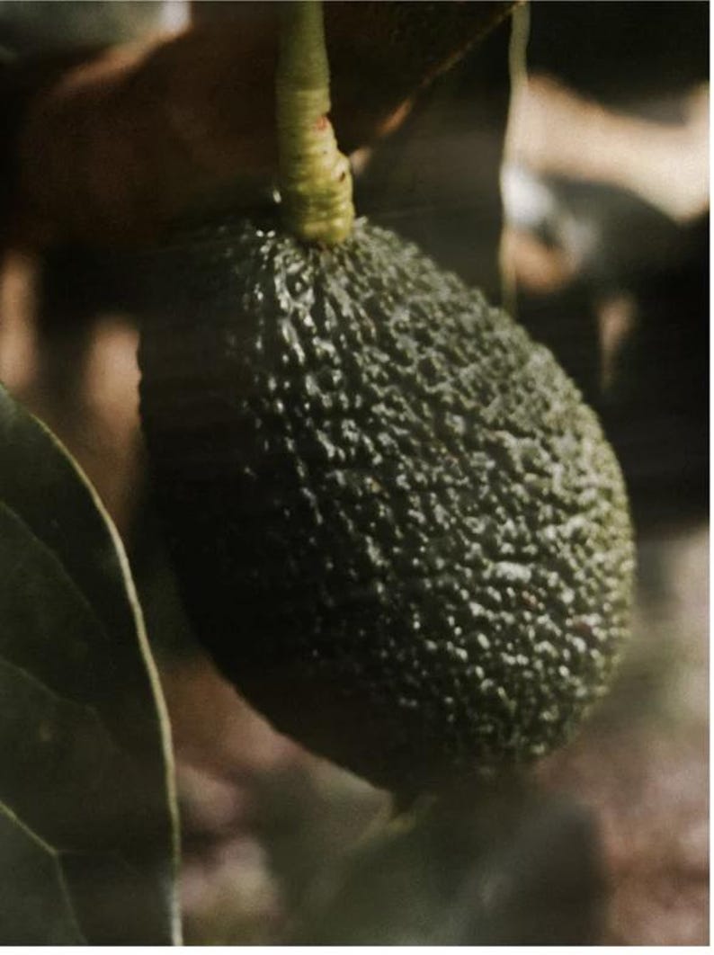 K&ouml;nnte beinhalten: Nahaufnahme einer dunkelgr&uuml;nen Avocado, die an einem Ast h&auml;ngt. Die Avocado hat eine raue, strukturierte Schale und ist an einem hellgr&uuml;nen Stiel befestigt. Der Hintergrund ist verschwommen, was auf eine nat&uuml;rliche Umgebung im Freien hindeutet.