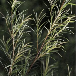 May include: A plant with slender, needle-like green leaves growing from thin, reddish-brown stems. The foliage is arranged in a branching pattern, with individual leaves tapering to sharp points, creating a dense and textured appearance.