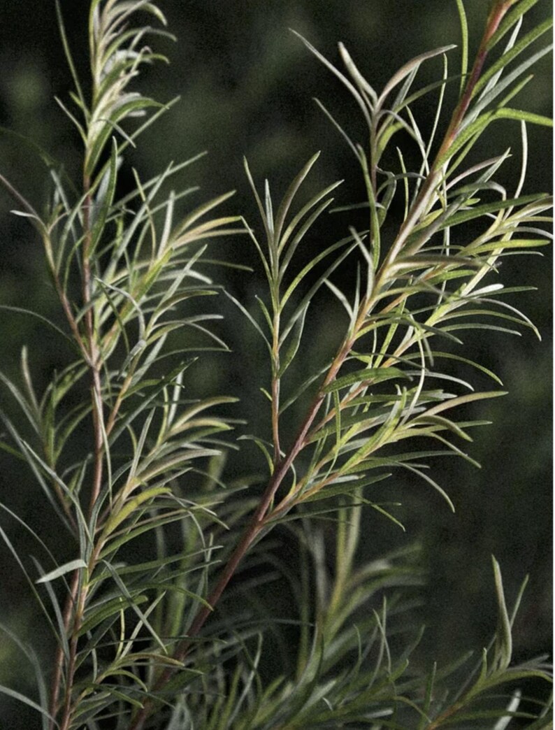 May include: A plant with slender, needle-like green leaves growing from thin, reddish-brown stems. The foliage is arranged in a branching pattern, with individual leaves tapering to sharp points, creating a dense and textured appearance.