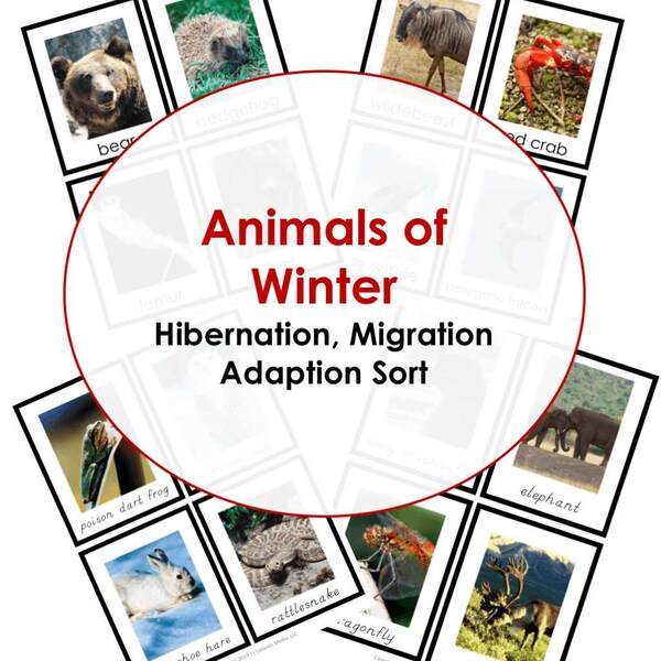 Winter Animals - Migrators, Hibernators, and Adaptors Sort