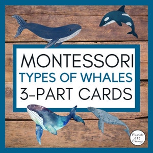 Tarjetas Montessori de 3 partes: tipos de ballenas
