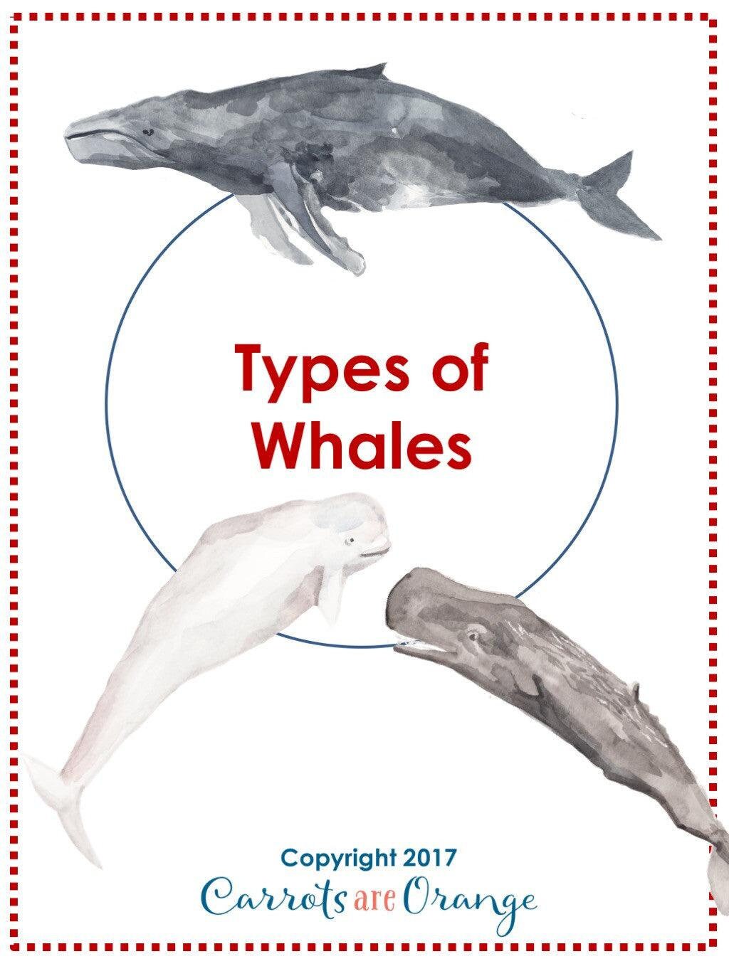 Montessori 3 Part Cards - Types of Whales - Etsy