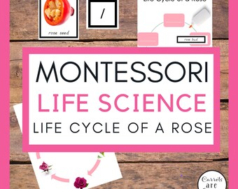 Rose Life Cycle Activity Set, Roses, Life Cycle, Digital Download ...