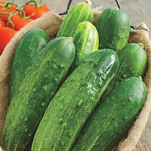 Straight Eight Cucumber Seeds — Classic Slicing Cuke for Garden & Table - Non-GMO