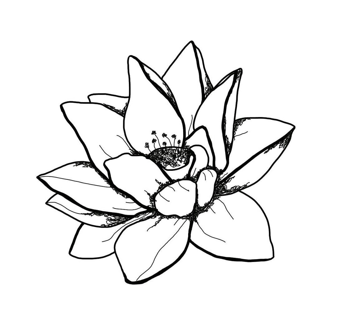 Free Hand Digital Drawing Example Digital File - Water Lily Line Art - Freehand Digital Drawing - Etsy