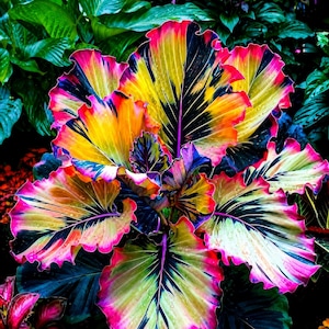 May include: A vibrant plant featuring large, ruffled leaves with a striking colour palette of deep black, bright yellow, and intense magenta. The foliage displays a distinct vein pattern radiating from the centre, with wavy, scalloped edges.