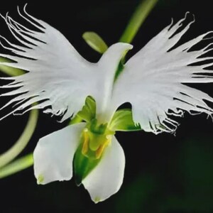Dove Flower Plant - Etsy