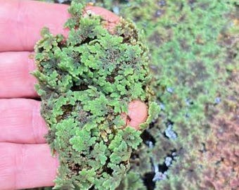 Älvmossa - Azolla Caroliniana - Tillskott till kyckling