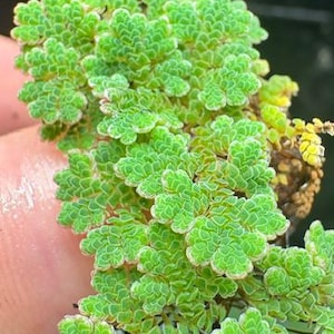 May include: A cluster of small, vibrant green aquatic fern leaves with a delicate, overlapping scale-like texture. The individual leaves are rounded and densely packed, featuring light green centers and slightly paler, whitish-green edges.