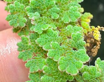 Fairy Moss - Azolla Caroliniana - Chicken Supplement , poultry feed, chicken treats, chicken feed, chicken food,  chicken nutrition