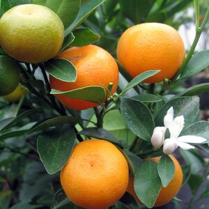 May include: Close-up of a citrus tree branch with several bright orange and green fruits. The fruits are surrounded by dark green leaves and a few white flowers. The image showcases the vibrant colors and textures of the fruit and foliage.