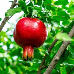 May include: A ripe, red pomegranate fruit hangs from a tree branch, surrounded by green leaves. The fruit has a smooth, glossy surface and a distinctive crown. The image is a close-up shot, highlighting the fruit's vibrant color and texture.