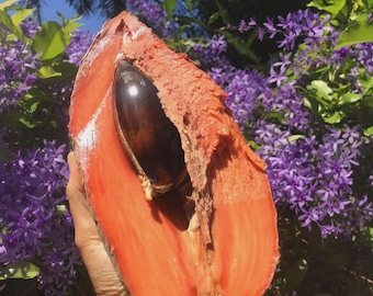 Semi di Mamey Sapote – Kit per la piantumazione di alberi da frutto tropicali ad alta germinazione