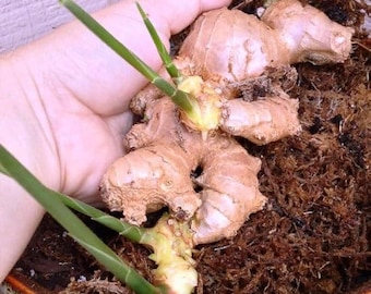 Rizoma de jengibre orgánico para plantar – Semilla fresca de raíz de jengibre germinada – Planta viva de Zingiber officinale