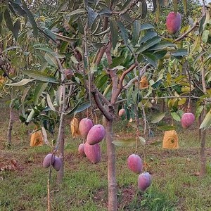 Può includere: Un albero di mango carico di manghi maturi di colore viola. I frutti pendono dai rami, alcuni protetti da sacchetti di carta. L'albero si trova in un campo erboso, con altri alberi visibili sullo sfondo.