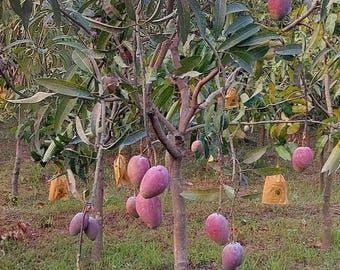 Planta de mango Miyazaki – Mangos tropicales, plantas vivas para el jardín de casa