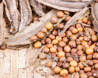 Semillas de frijol alado tradicional / Psophocarpus tetragonolobus, alta germinación