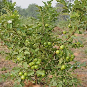 Può includere: Un albero di guava con numerosi frutti rotondi e verdi appesi ai rami. L'albero presenta foglie verdi dense di forma ovale e un singolo fiore bianco che sboccia sul lato in alto a sinistra, in un paesaggio naturale all'aperto.