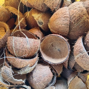 Puede incluir: Un montón de cáscaras de coco partidas por la mitad, mostrando el exterior áspero y fibroso y el interior liso y marrón. Las cáscaras varían en tamaño y forma, algunas aún conectadas por sus fibras naturales. La paleta de colores está dominada por marrones y beiges.