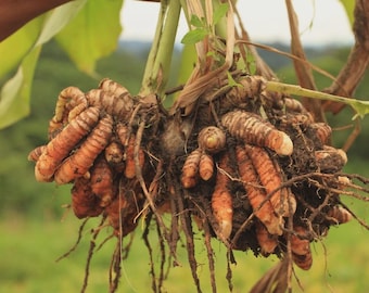 Bio Kurkuma Rhizome zum Pflanzen - Heirloom Ceylon Wurzeln