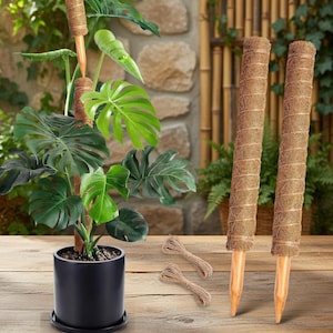 May include: A potted Monstera plant with large, green, split leaves, supported by a brown coir pole. Two additional coir poles and twine are also present. The plant is in a black pot on a wooden surface, with a stone wall and bamboo background.