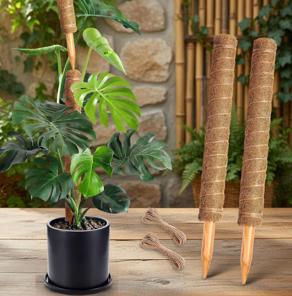 Monstera Wood Support - Etsy