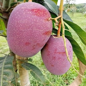 Puede incluir: Dos mangos morados maduros cuelgan de una rama, mostrando un patrón moteado y un tono rojizo. Los mangos, de forma ovalada, se presentan con hojas verdes, sugiriendo una cosecha de fruta tropical.